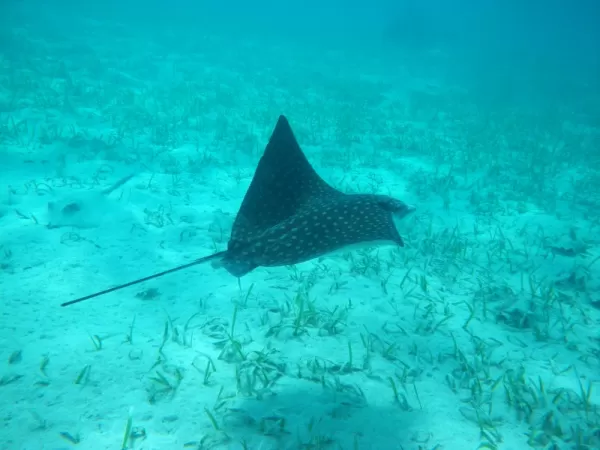 Spotted Eagle Ray below us while snorkeling at Turneffe