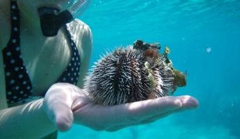 Handling an urchin while snorkeling at Turneffe Flats