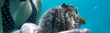 Handling an urchin while snorkeling at Turneffe Flats