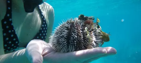 Handling an urchin while snorkeling at Turneffe Flats