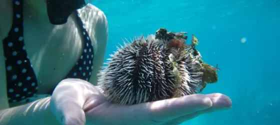 Handling an urchin while snorkeling at Turneffe Flats