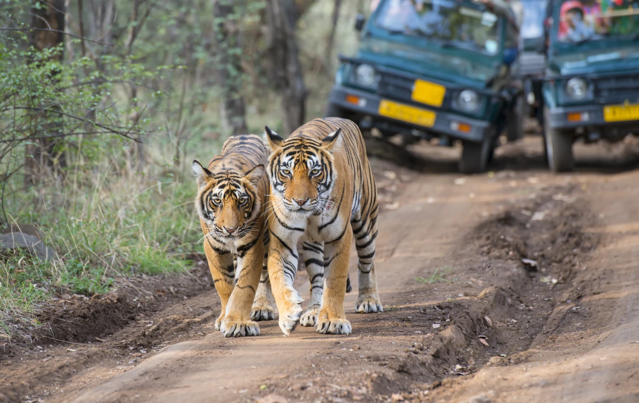 Bengal tigers in front of tourist car