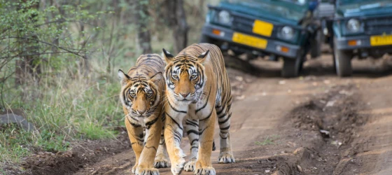 Bengal tigers in front of tourist car