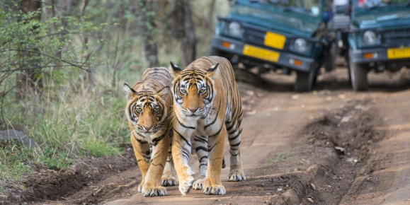 Bengal tigers in front of tourist car