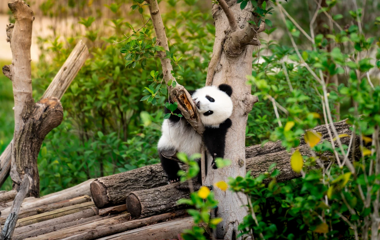 Adorable panda resting on a tree