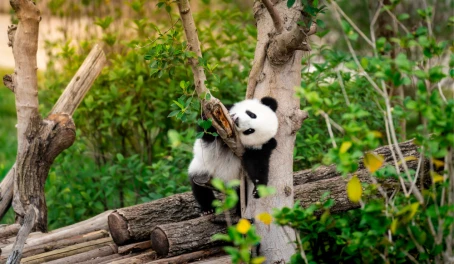 Adorable panda resting on a tree