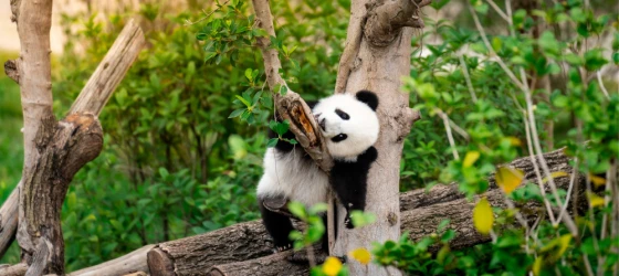 Adorable panda resting on a tree