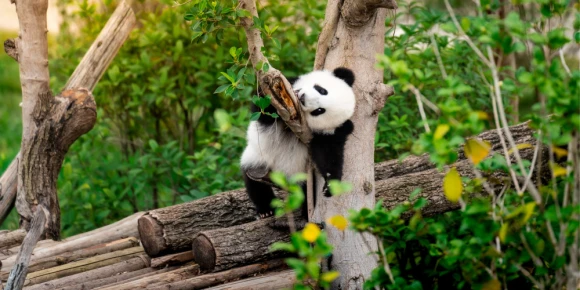 Adorable panda resting on a tree