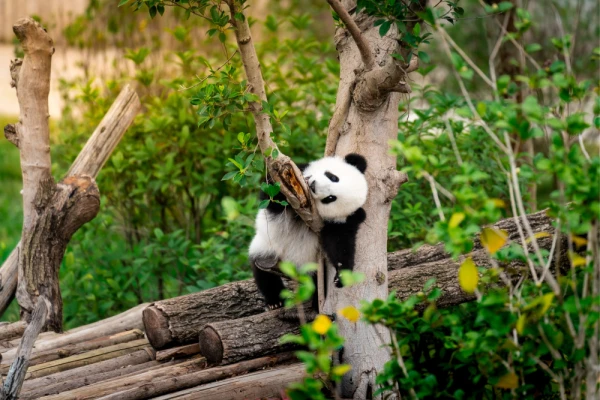 Adorable panda resting on a tree