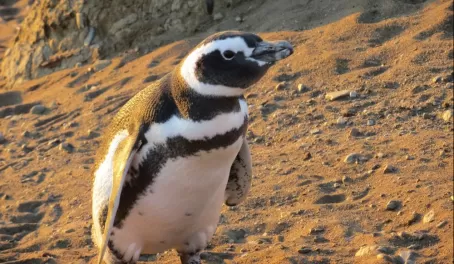 One of many penguins on Magdalena Island