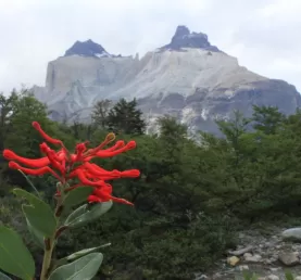 Day 3: Chilean Firebush with The Horns in background