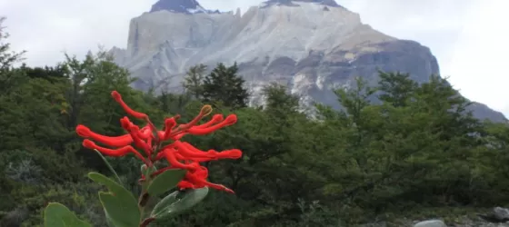 Day 3: Chilean Firebush with The Horns in background