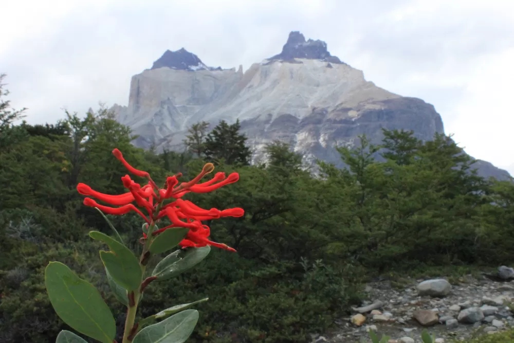 Day 3: Chilean Firebush with The Horns in background