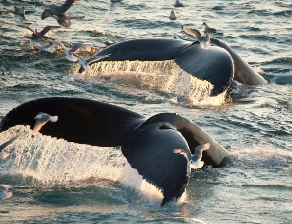 Surfacing Humpback Whales