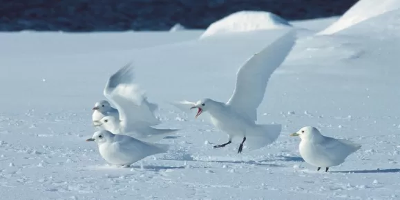 Ivory Gulls on the pristine snow