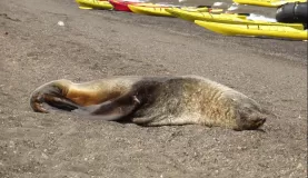Fur seal on Deception Island