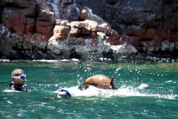 Snorkeling with sea lions in Baja, Mexico