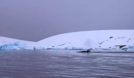 Antarctic landscape
