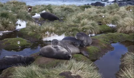 Seals relaxing on the shore