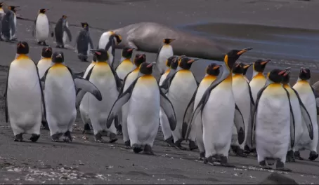 King penguins on the beach
