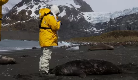 Photographing an elephant seal