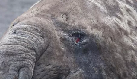 The face of an elephant seal