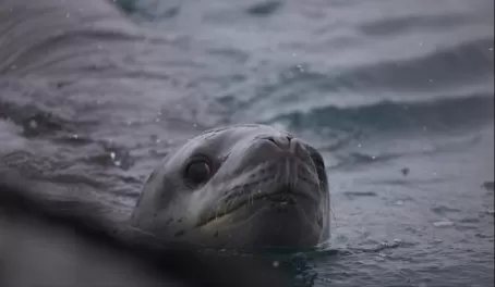 A leopard seal keeps an eye on the zodiac