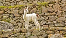 Young llama at Macchu Pichu