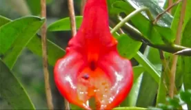 Hummingbird orchid