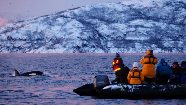 Whale watching excursion with orcas in a Norwegian fjord.