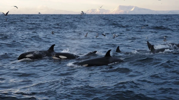 A stunning moment with wild orcas in the fjords of Northern Norway.