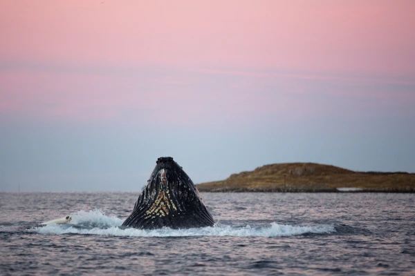 A humpback whale surfaces in a Norwegian fjord