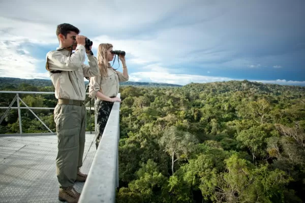 Searching for wildlife in the rainforest canopy