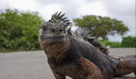 (Santa Cruz) Iguana