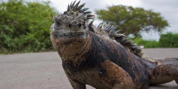 (Santa Cruz) Iguana