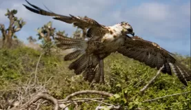 Galapagos Hawk on Santa Fe Island