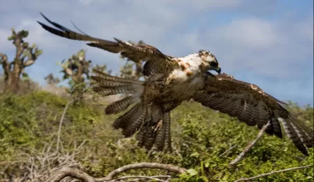 Galapagos Hawk on Santa Fe Island