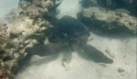 (Santa Fe) Male Galapagos Sea Turtle