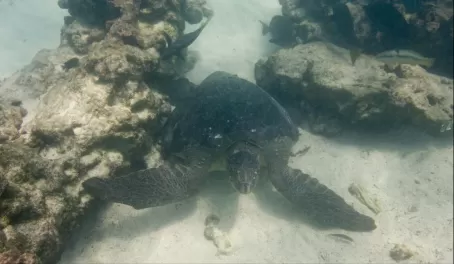 (Santa Fe) Male Galapagos Sea Turtle
