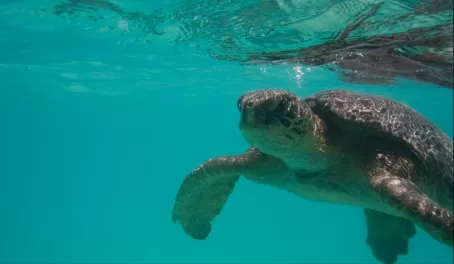 Galapagos Green Sea Turtle off the shores of Santa Fe Island