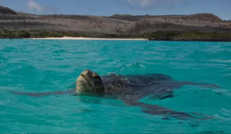 Galapagos Green Sea Turtle comes up for air off Santa Fe Island