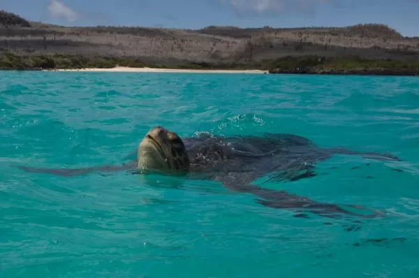 Galapagos Green Sea Turtle comes up for air off Santa Fe Island