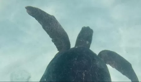 (Santa Fe) Male Galapagos Sea Turtle