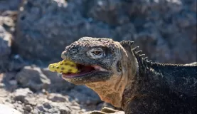(South Plaza) Land Iguana