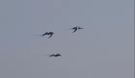 (South Plaza) Swallow Tailed Gulls