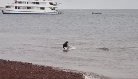 (Rabida) Jumping Sea Lion