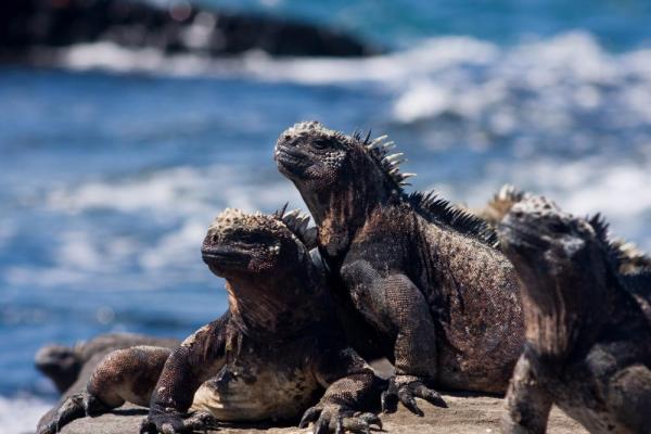 (Santiago) Marine Iguanas enjoying the sun