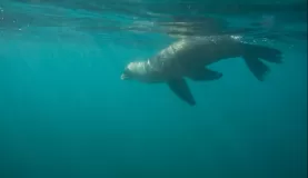 (Santiago) Snorkeling with Sea Lions