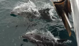 (Bartolome) Dolphins!