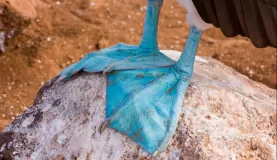 (Seymour) Blue Footed Boobie